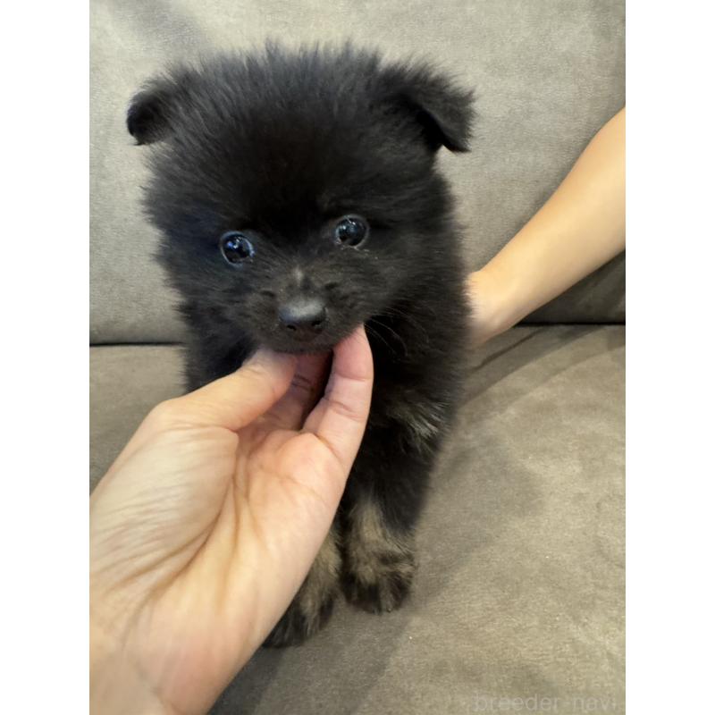 販売中の愛媛県のポメラニアン-427278の2枚目