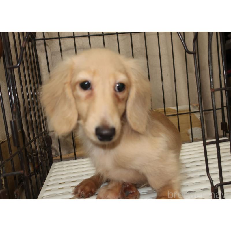 販売中の長崎県のミニチュアダックスフンド(ロングヘアード)-412173の6枚目