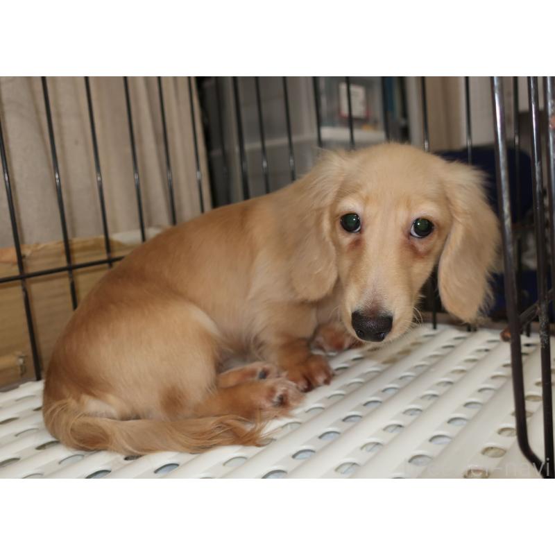 販売中の長崎県のミニチュアダックスフンド(ロングヘアード)-412173の5枚目