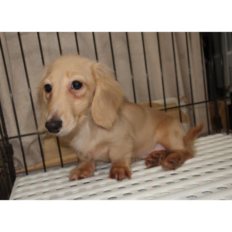 販売中の長崎県のミニチュアダックスフンド(ロングヘアード)-412173の4枚目