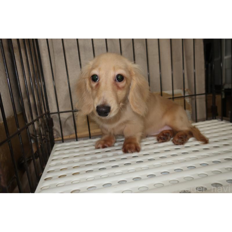 販売中の長崎県のミニチュアダックスフンド(ロングヘアード)-412173の3枚目