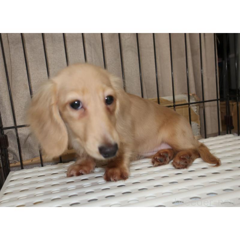 販売中の長崎県のミニチュアダックスフンド(ロングヘアード)-412173の2枚目