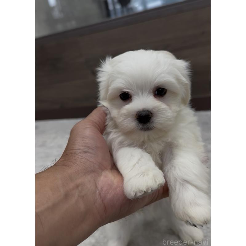 販売中の福岡県のミックス犬-423751の9枚目