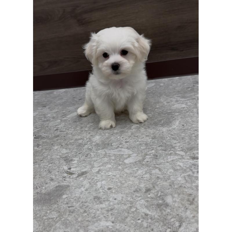 販売中の福岡県のミックス犬-423751の8枚目