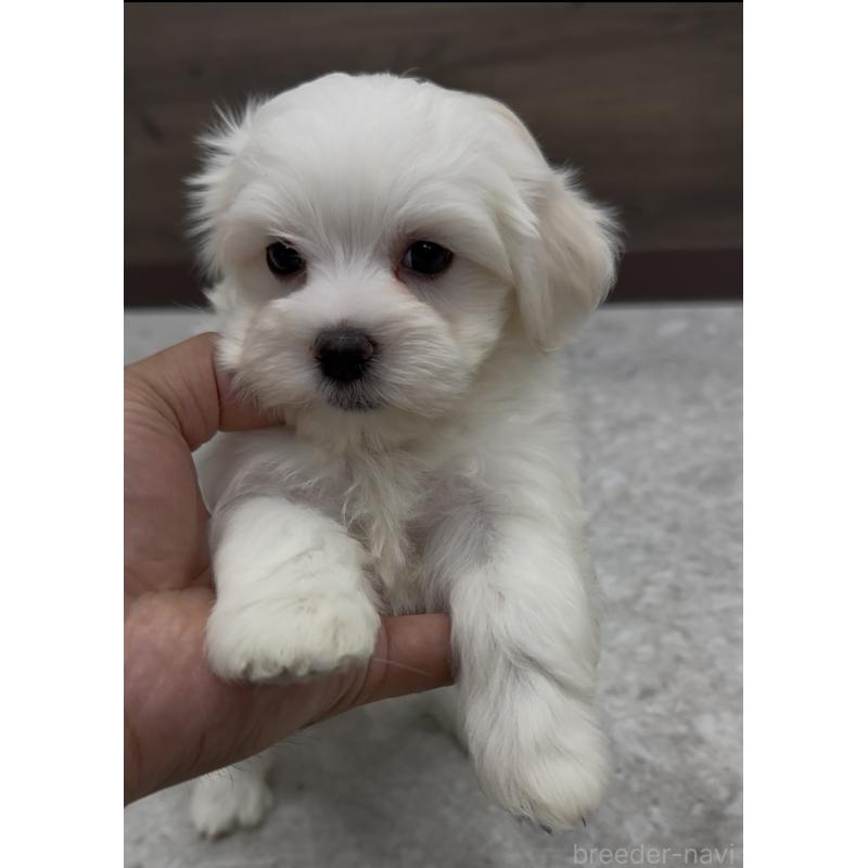 販売中の福岡県のミックス犬-423751の7枚目