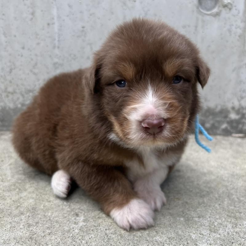 販売中の山梨県のオーストラリアンシェパード-423321