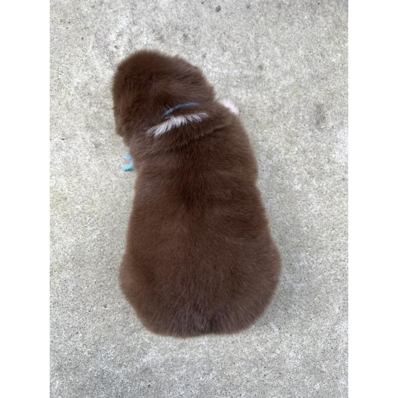 成約済の山梨県のオーストラリアンシェパード-423321の5枚目