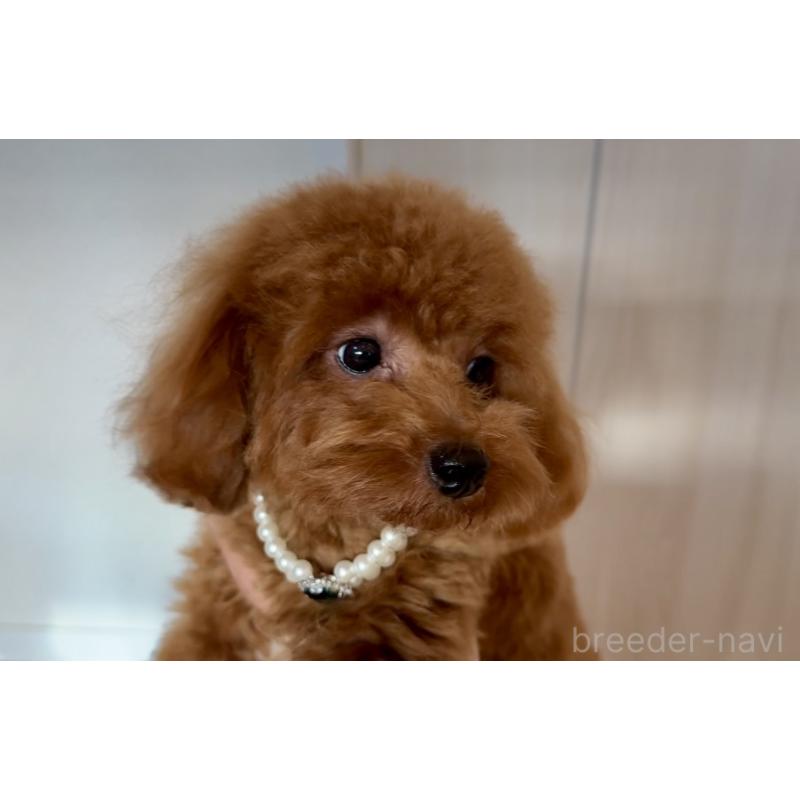 販売中の埼玉県のトイプードル-384291の5枚目