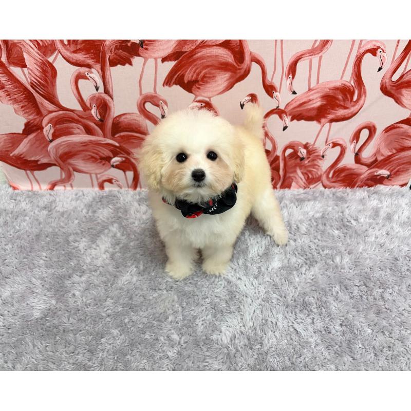 販売中の福岡県のタイニープードル-421509