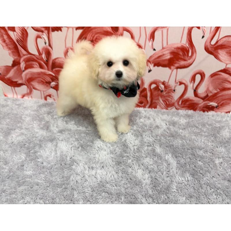 販売中の福岡県のタイニープードル-421509の3枚目