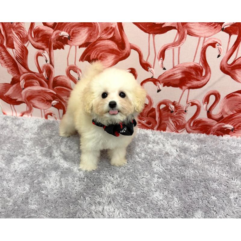 販売中の福岡県のタイニープードル-421509の1枚目