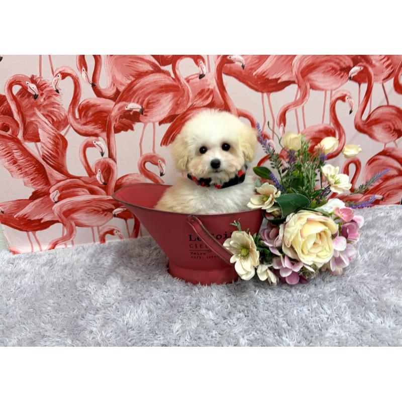 販売中の福岡県のタイニープードル-421509の2枚目