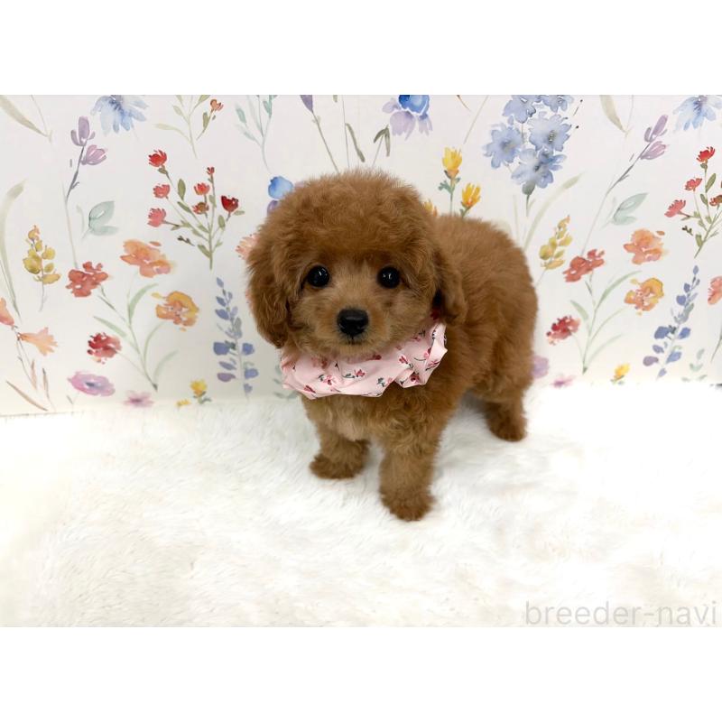 販売中の福岡県のタイニープードル-424850