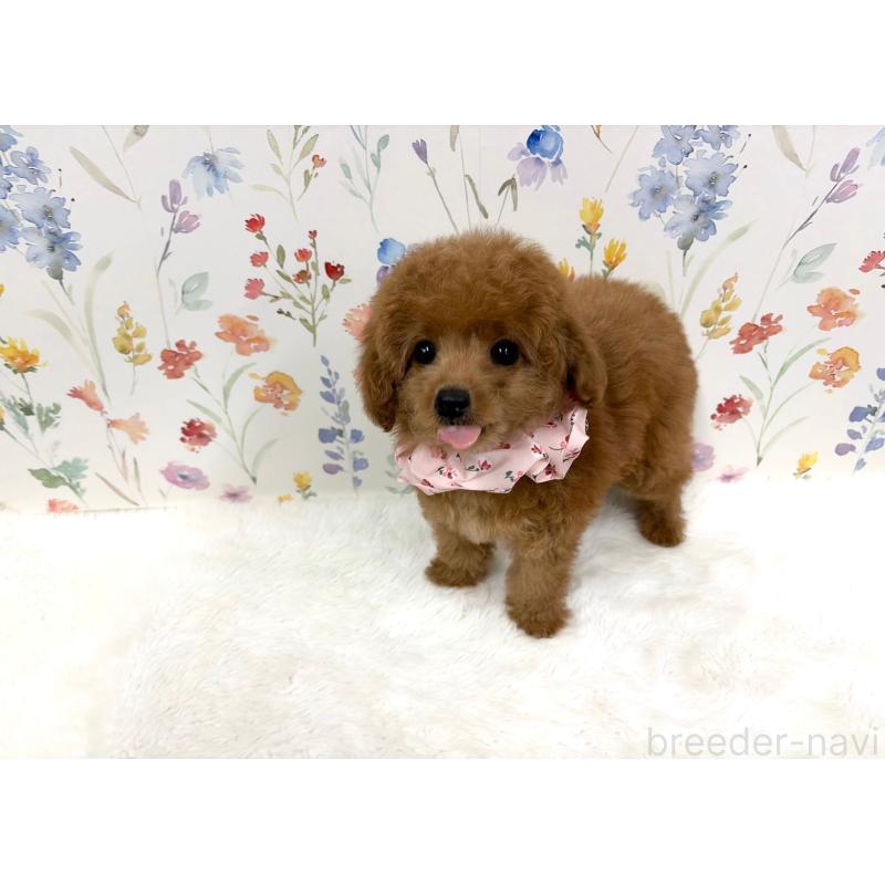 成約済の福岡県のタイニープードル-424850の3枚目