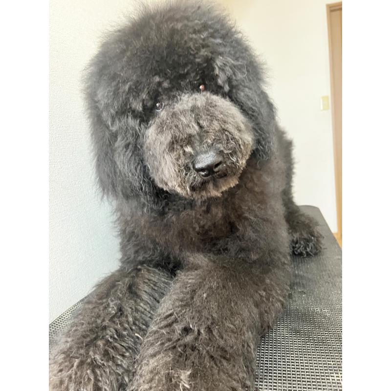 販売中の岡山県のスタンダードプードル-427282の3枚目