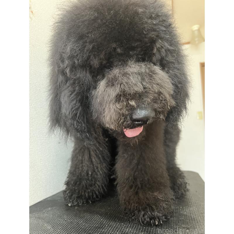 販売中の岡山県のスタンダードプードル-427282の2枚目