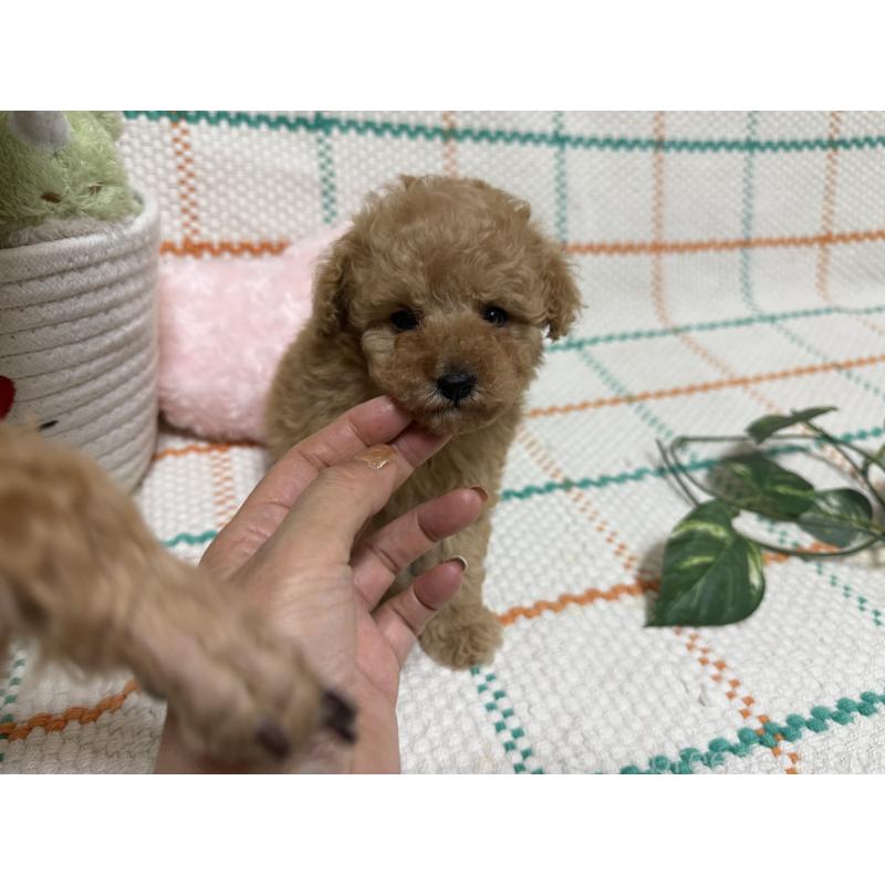 販売中の兵庫県のティーカッププードル-427283の8枚目