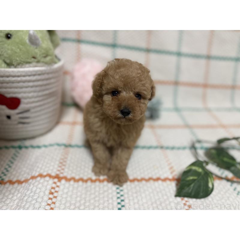 販売中の兵庫県のティーカッププードル-427283の7枚目