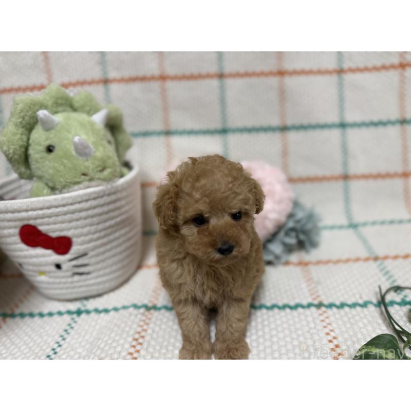 販売中の兵庫県のティーカッププードル-427283の6枚目