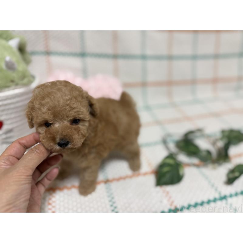 販売中の兵庫県のティーカッププードル-427283の5枚目