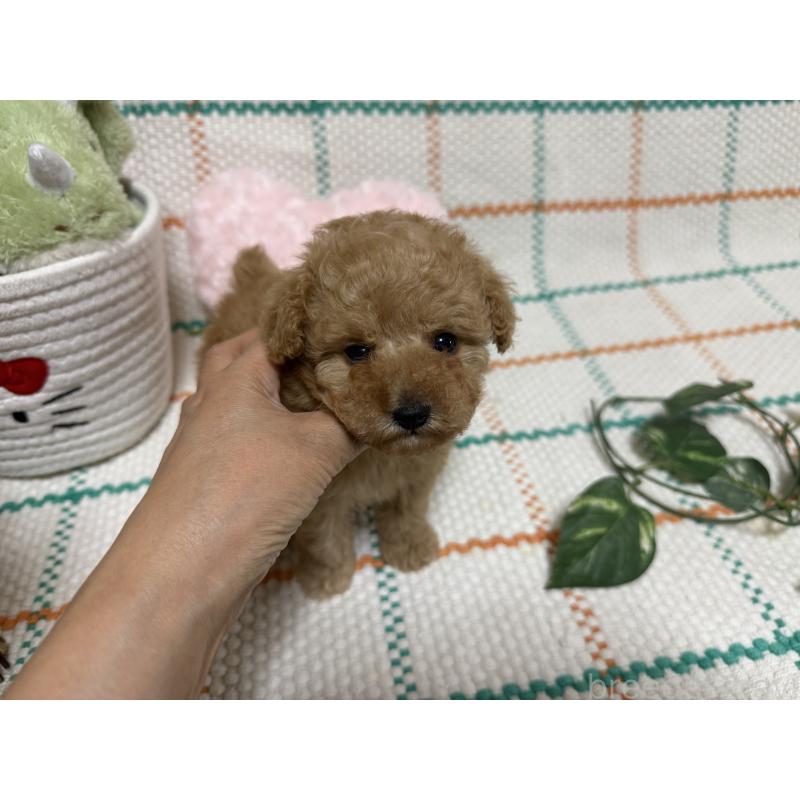 販売中の兵庫県のティーカッププードル-427283の4枚目