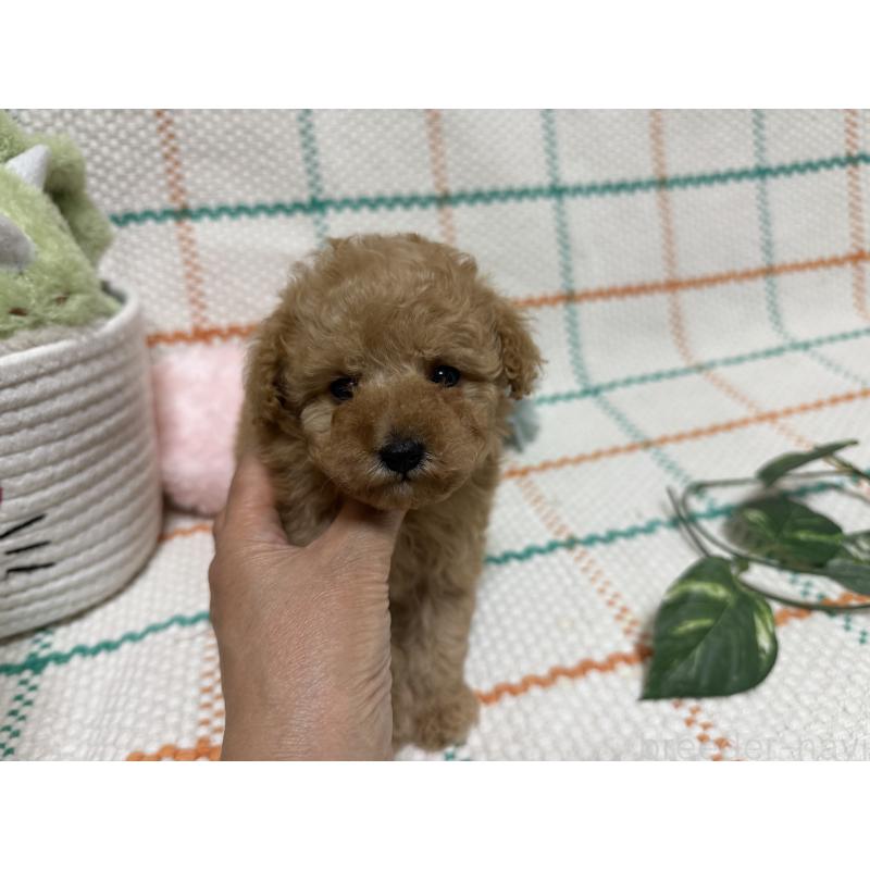 販売中の兵庫県のティーカッププードル-427283の3枚目