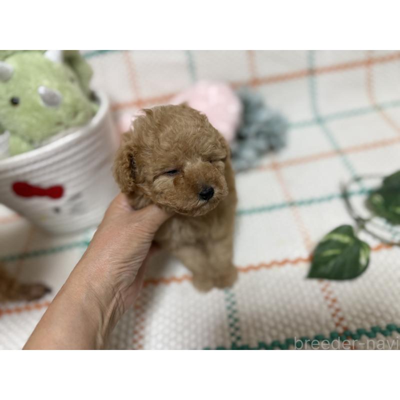 販売中の兵庫県のティーカッププードル-427283の2枚目