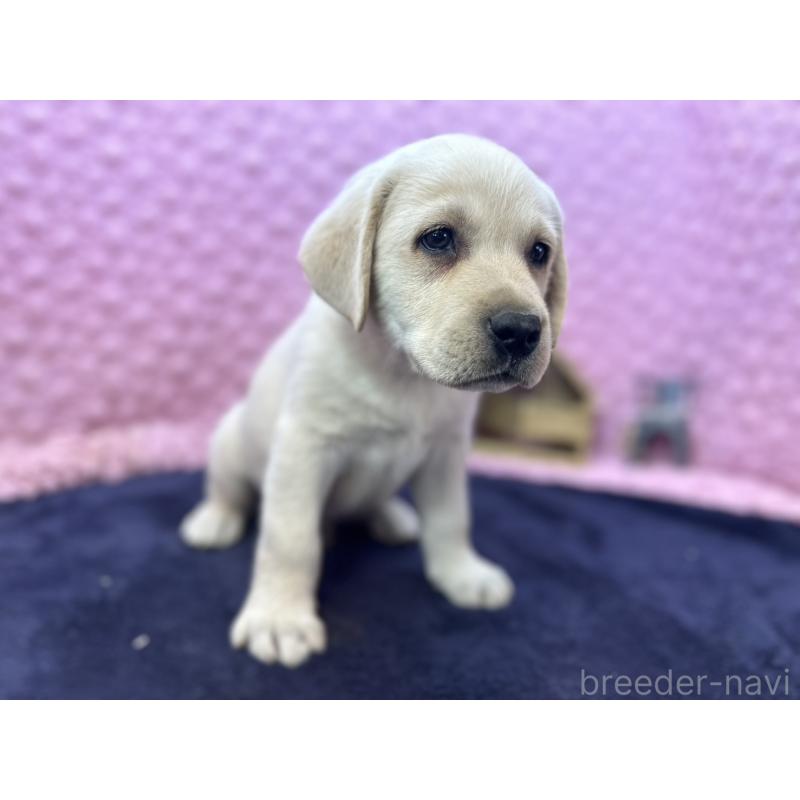 販売中の茨城県のラブラドールレトリーバー-427284の1枚目