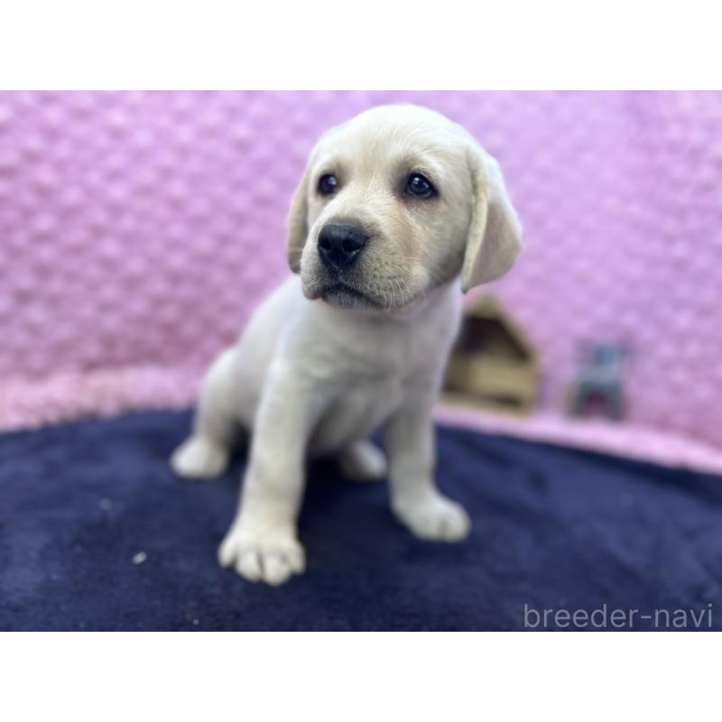 販売中の茨城県のラブラドールレトリーバー-427284の10枚目