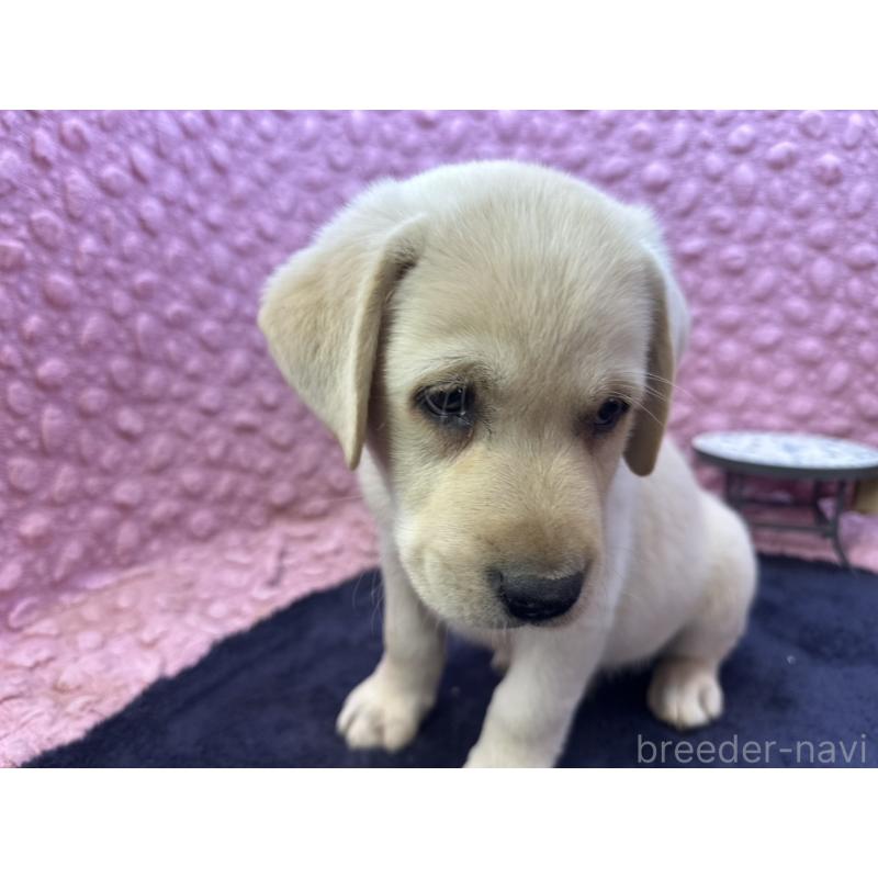 販売中の茨城県のラブラドールレトリーバー-427284の9枚目