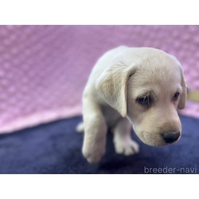 販売中の茨城県のラブラドールレトリーバー-427284の8枚目