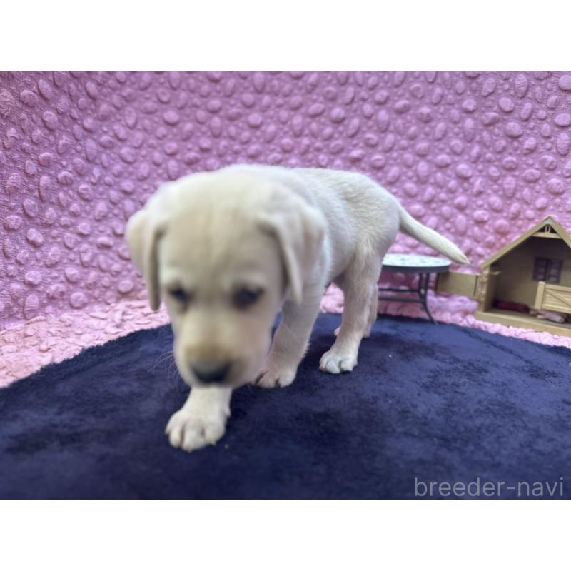 販売中の茨城県のラブラドールレトリーバー-427284の7枚目