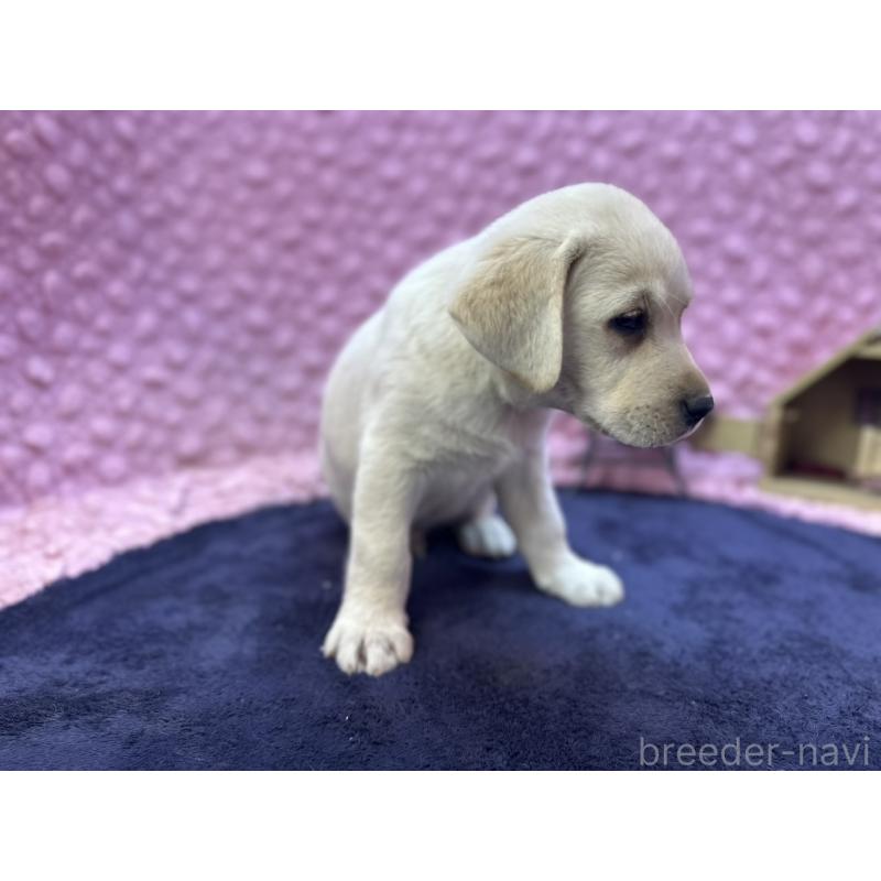 販売中の茨城県のラブラドールレトリーバー-427284の6枚目