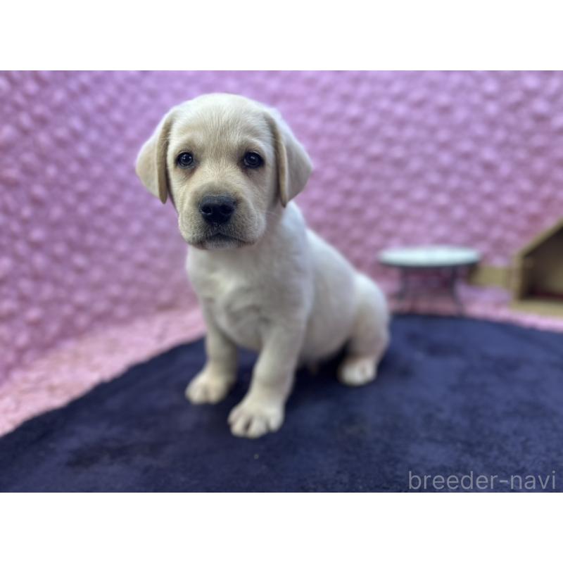 販売中の茨城県のラブラドールレトリーバー-427284の5枚目