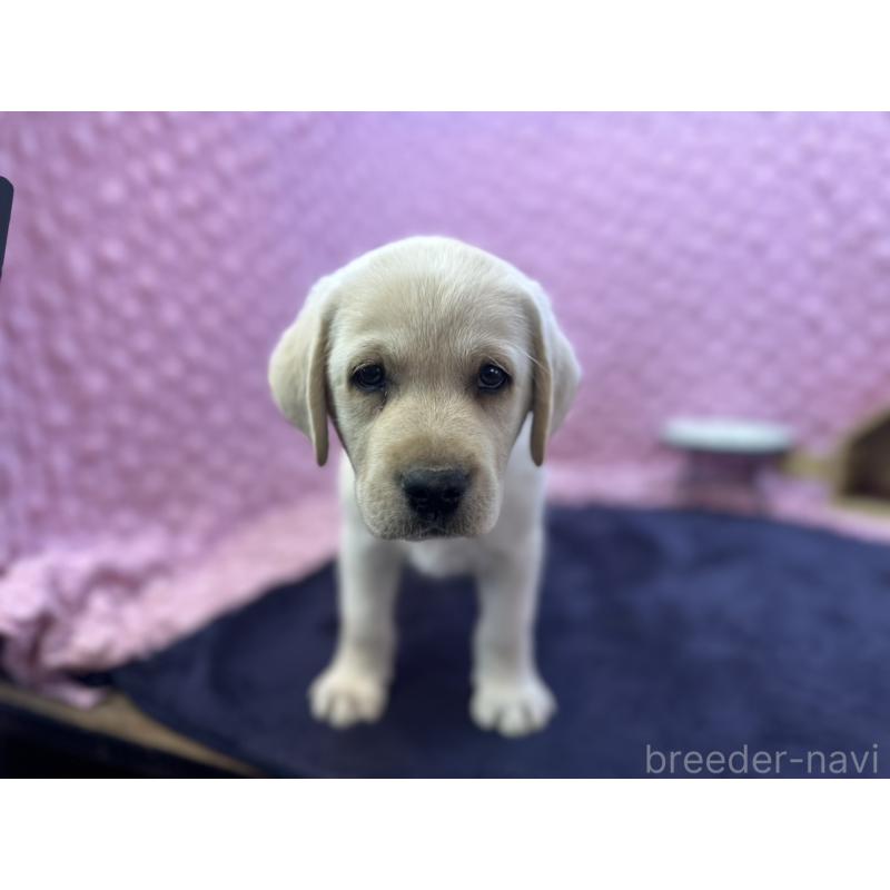 販売中の茨城県のラブラドールレトリーバー-427284の3枚目