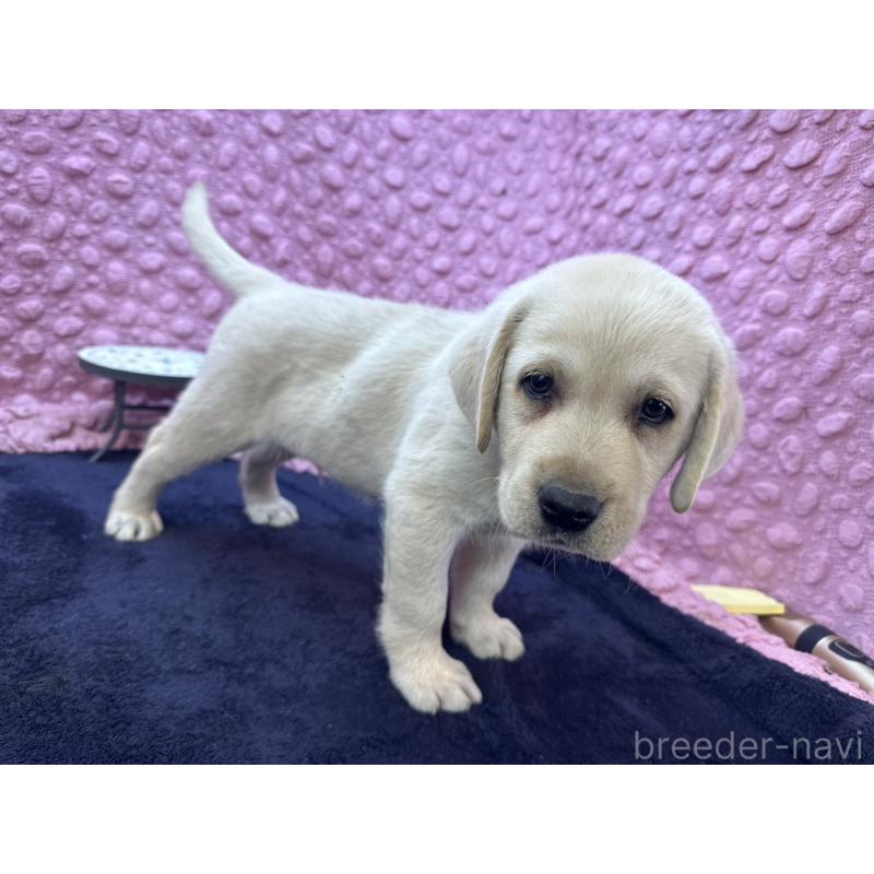 販売中の茨城県のラブラドールレトリーバー-427284の4枚目