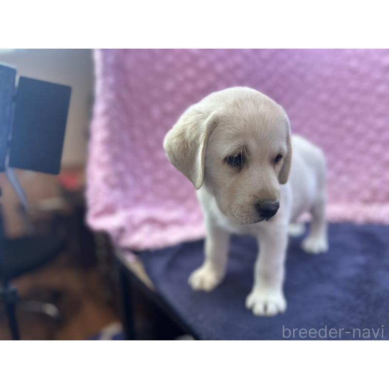 販売中の茨城県のラブラドールレトリーバー-427284の2枚目