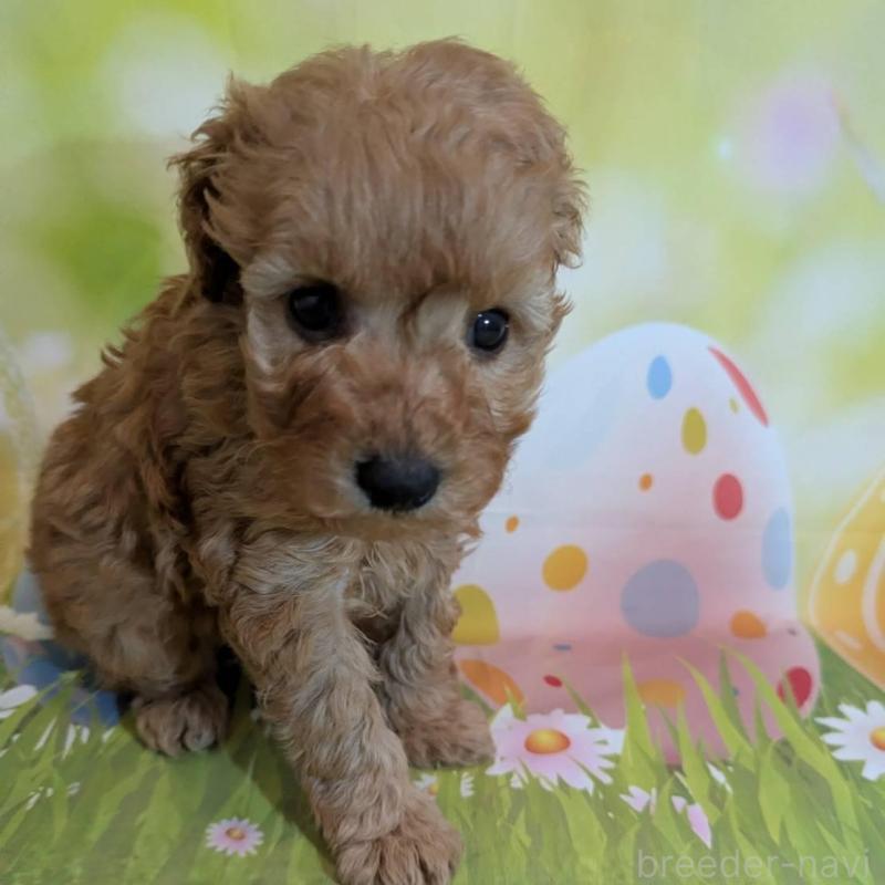 販売中の徳島県のトイプードル-427285の1枚目