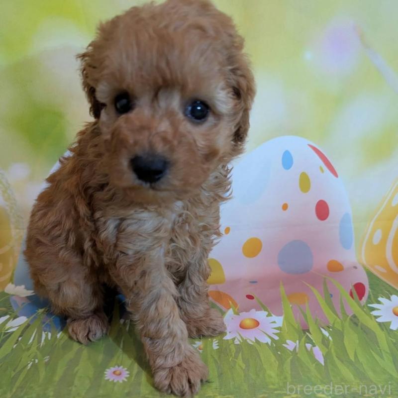 販売中の徳島県のトイプードル-427285の2枚目