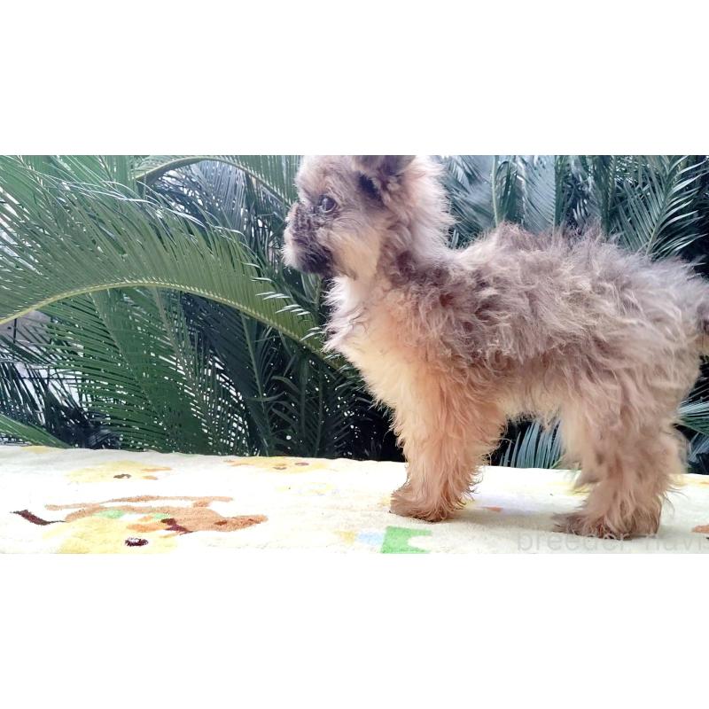 販売中の千葉県のミックス犬-417256の7枚目