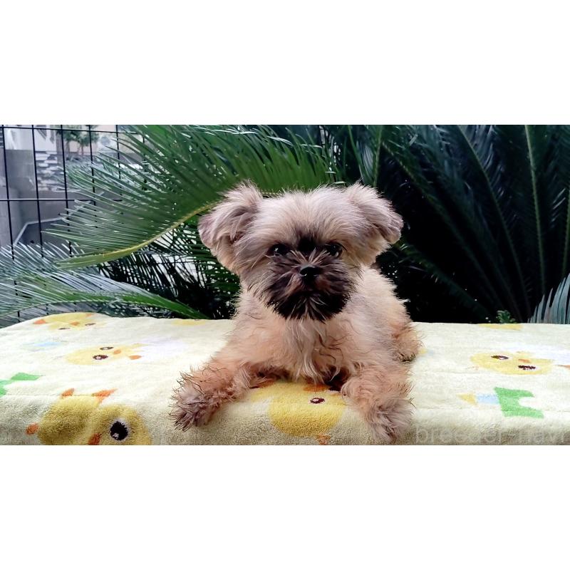 販売中の千葉県のミックス犬-417256の6枚目