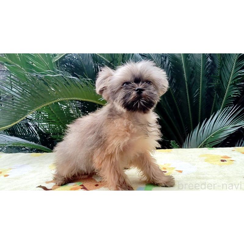 販売中の千葉県のミックス犬-417256の4枚目