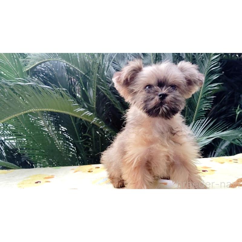 販売中の千葉県のミックス犬-417256の3枚目