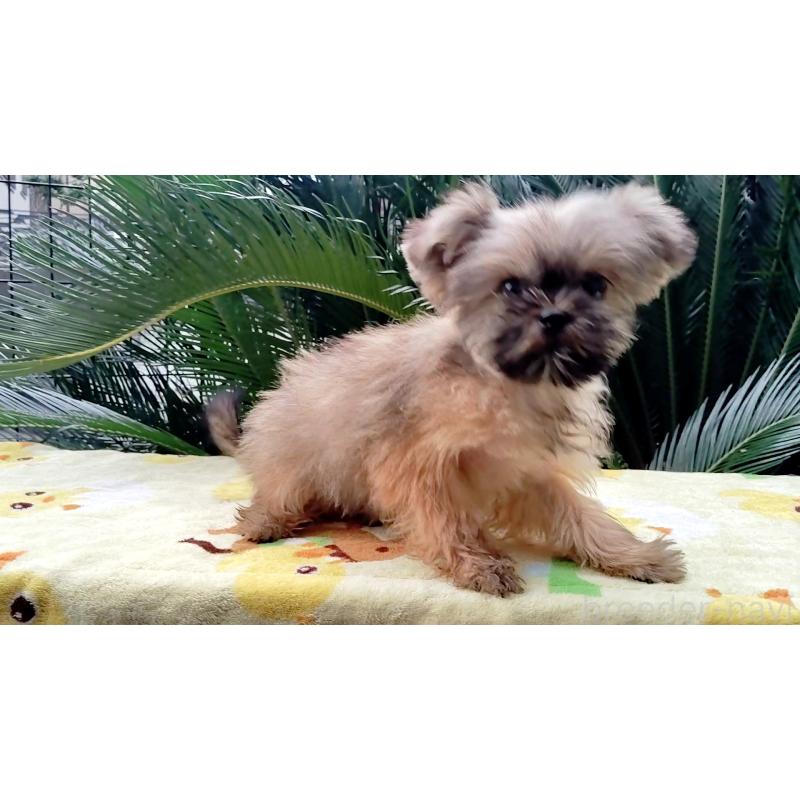 販売中の千葉県のミックス犬-417256の2枚目