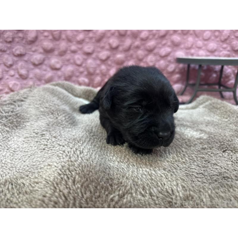 販売中の茨城県のラブラドールレトリーバー-427286の5枚目