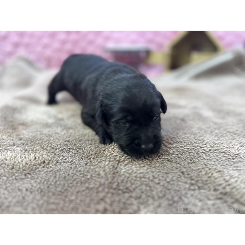 販売中の茨城県のラブラドールレトリーバー-427286の4枚目