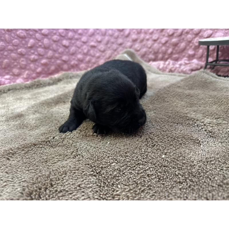 販売中の茨城県のラブラドールレトリーバー-427286の3枚目