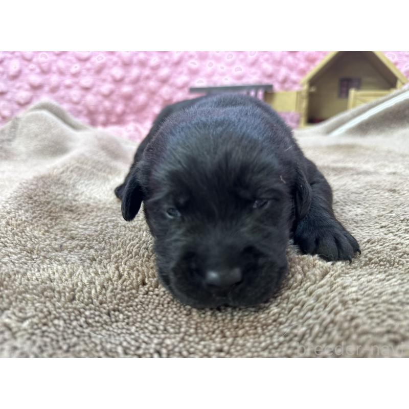 販売中の茨城県のラブラドールレトリーバー-427286