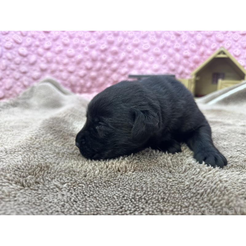 販売中の茨城県のラブラドールレトリーバー-427286の2枚目