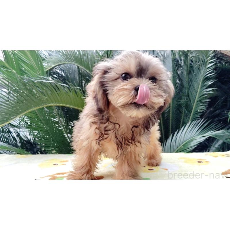 成約済の千葉県のミックス犬-417253の10枚目